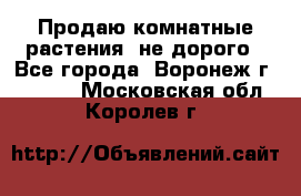 Продаю комнатные растения  не дорого - Все города, Воронеж г.  »    . Московская обл.,Королев г.